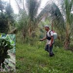 Petani Nilam Desa Kumelembuai Minsel, insert : bibit nilam siap tanam