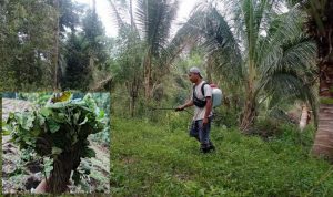 Petani Nilam Desa Kumelembuai Minsel, insert : bibit nilam siap tanam