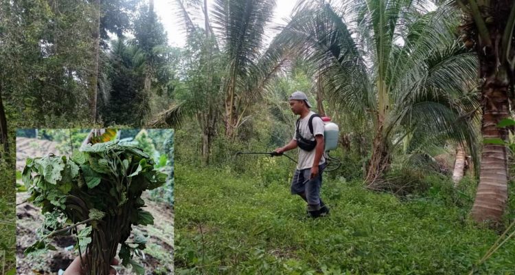 Petani Nilam Desa Kumelembuai Minsel, insert : bibit nilam siap tanam