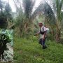 Petani Nilam Desa Kumelembuai Minsel, insert : bibit nilam siap tanam