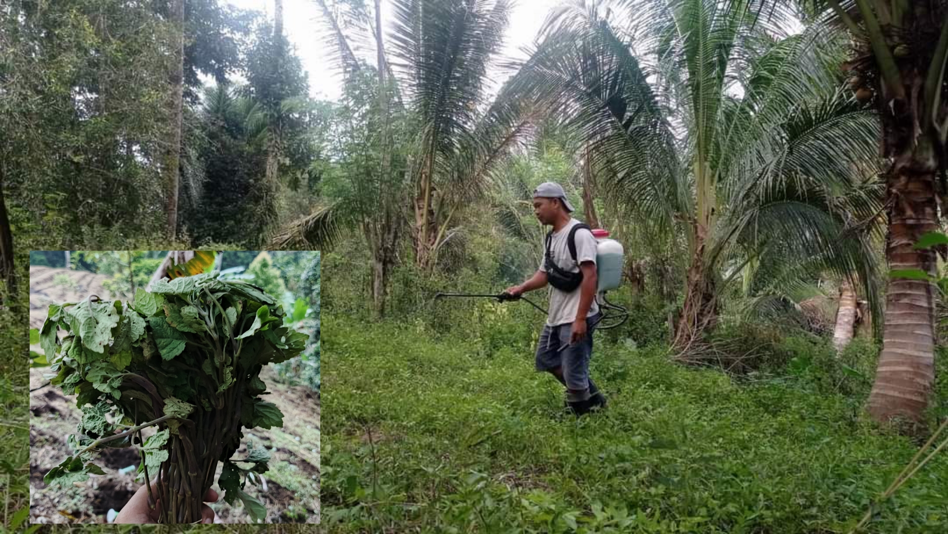 Petani Nilam Desa Kumelembuai Minsel, insert : bibit nilam siap tanam