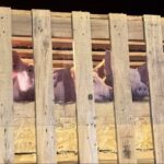 ‎Ratusan anakan babi yang diimpor dari Denmark tiba di Bandara Internasional Sam Ratulangi Manado, Selasa 7 Juli 2026 malam. (dok.ist)